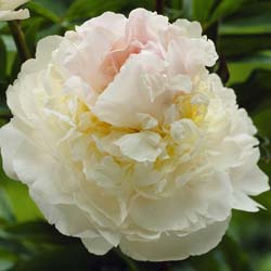 Paeonia lactiflora Blush Queen